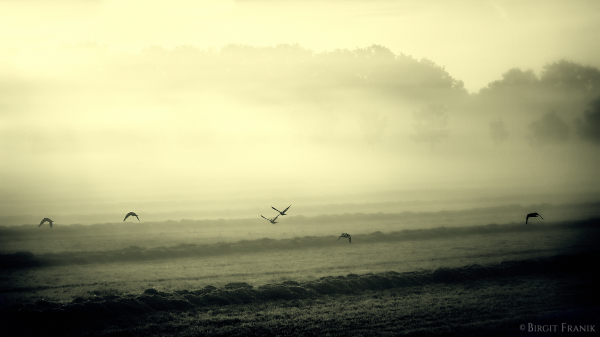 2012-birgit-franik-20120904-morning-broken