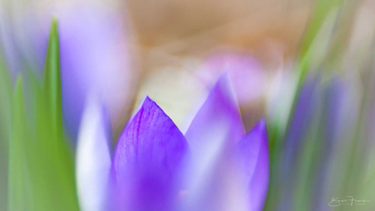 Painted by spring
