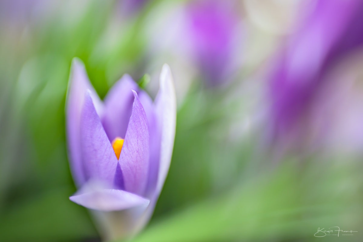 Krokus