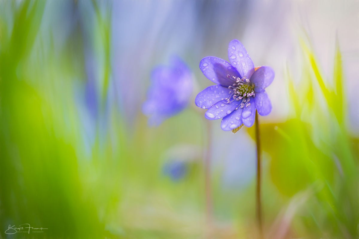 Tears in spring