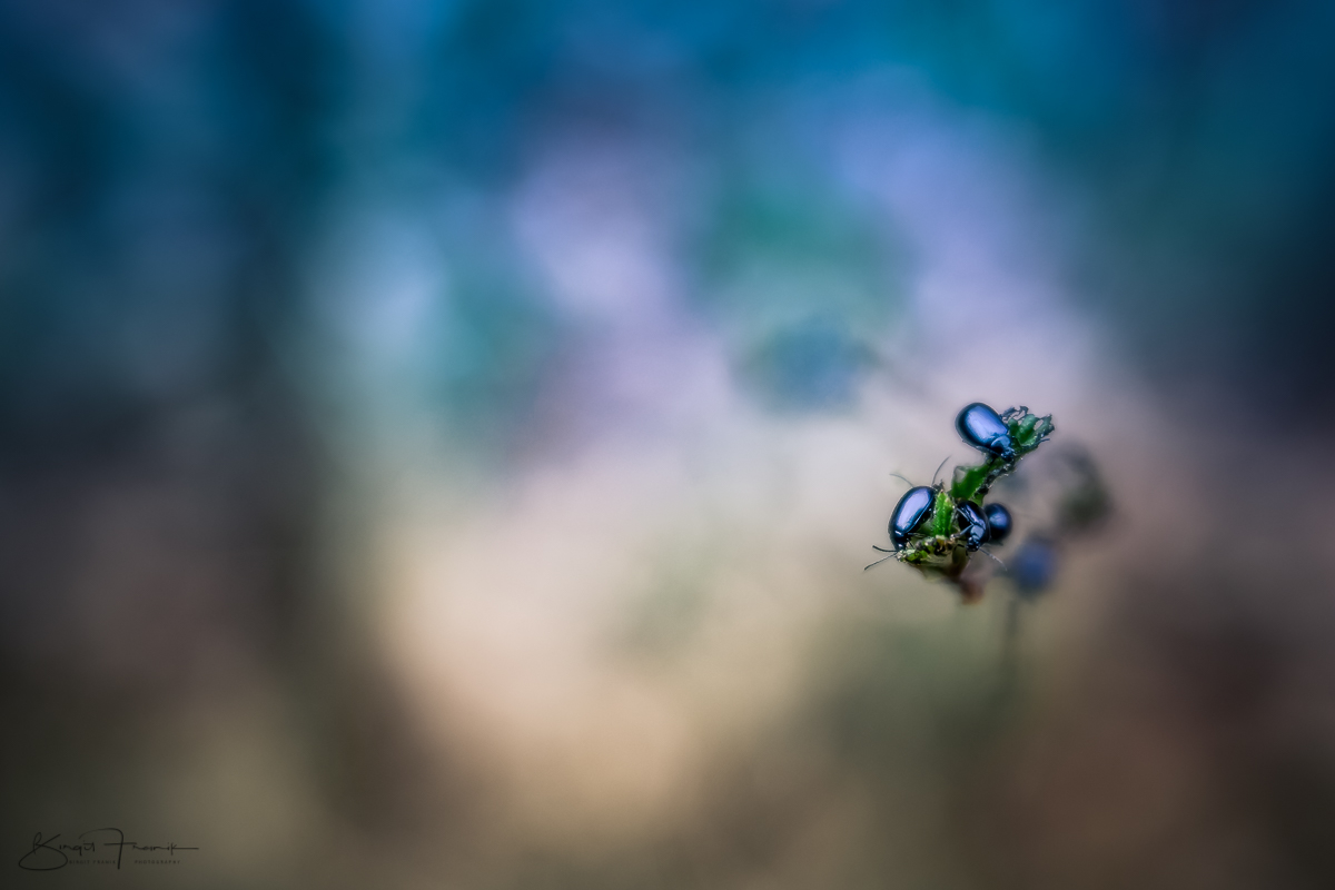 Blaumetallic