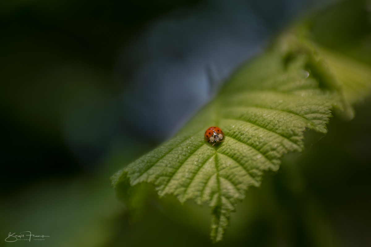 Beetle
