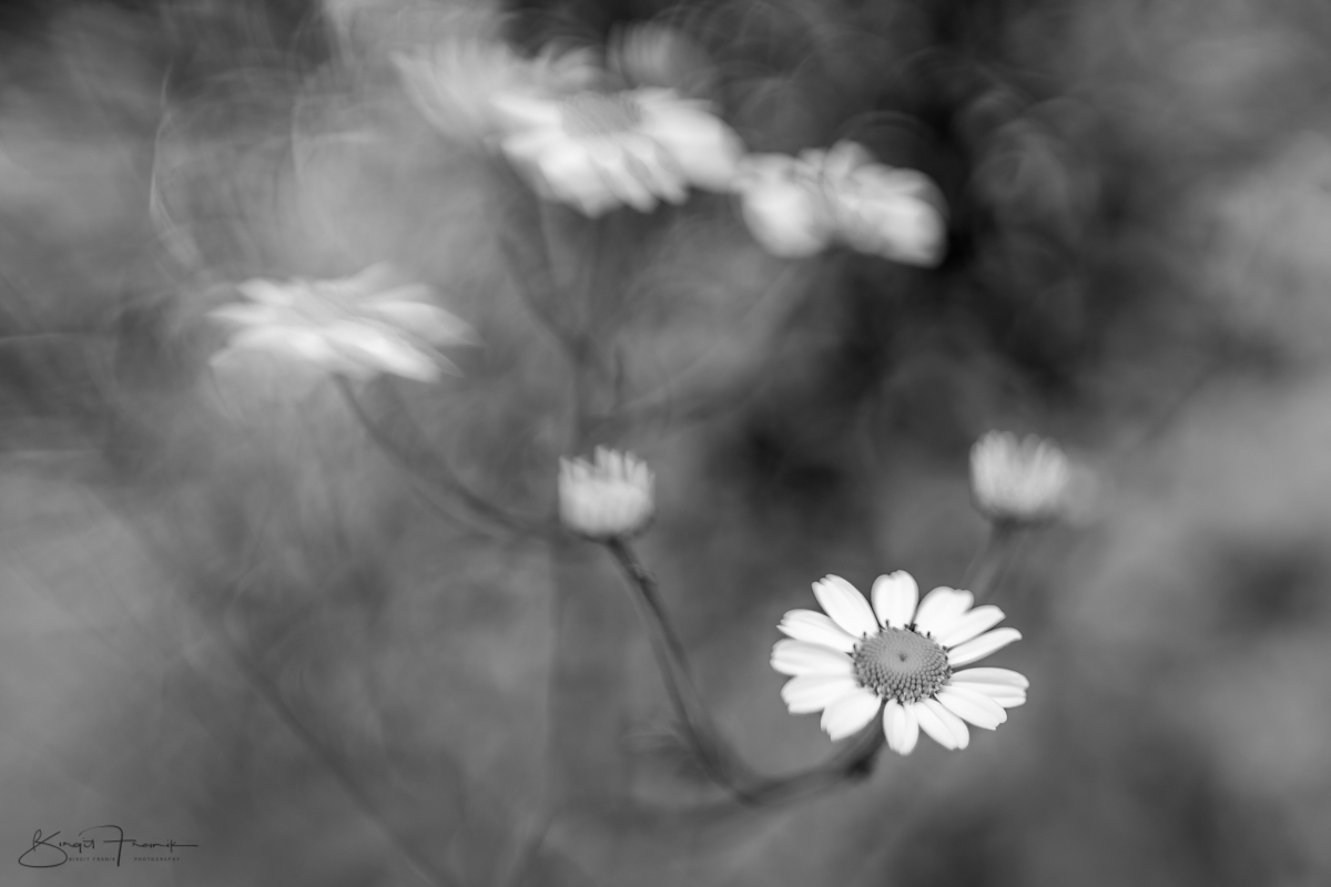 Mutterkraut - schwarzweiß - mit dem Lensbaby fotografiert - nur eine Blüte unten rechts scharf