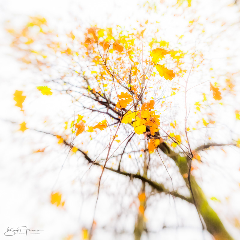Birke im Herbst - Himmel überstrahlt, wenige, gelbe Blätter - Unschärfe durch Lensbaby