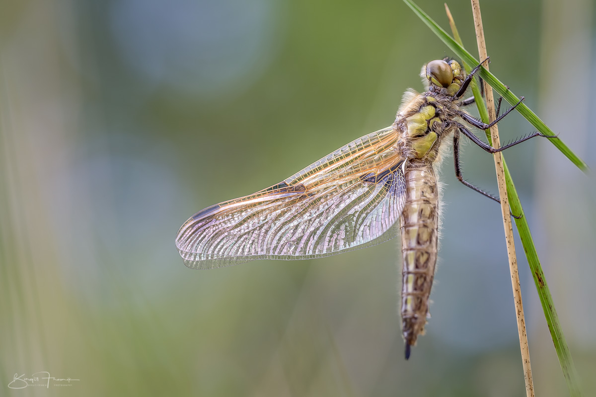 Libelle