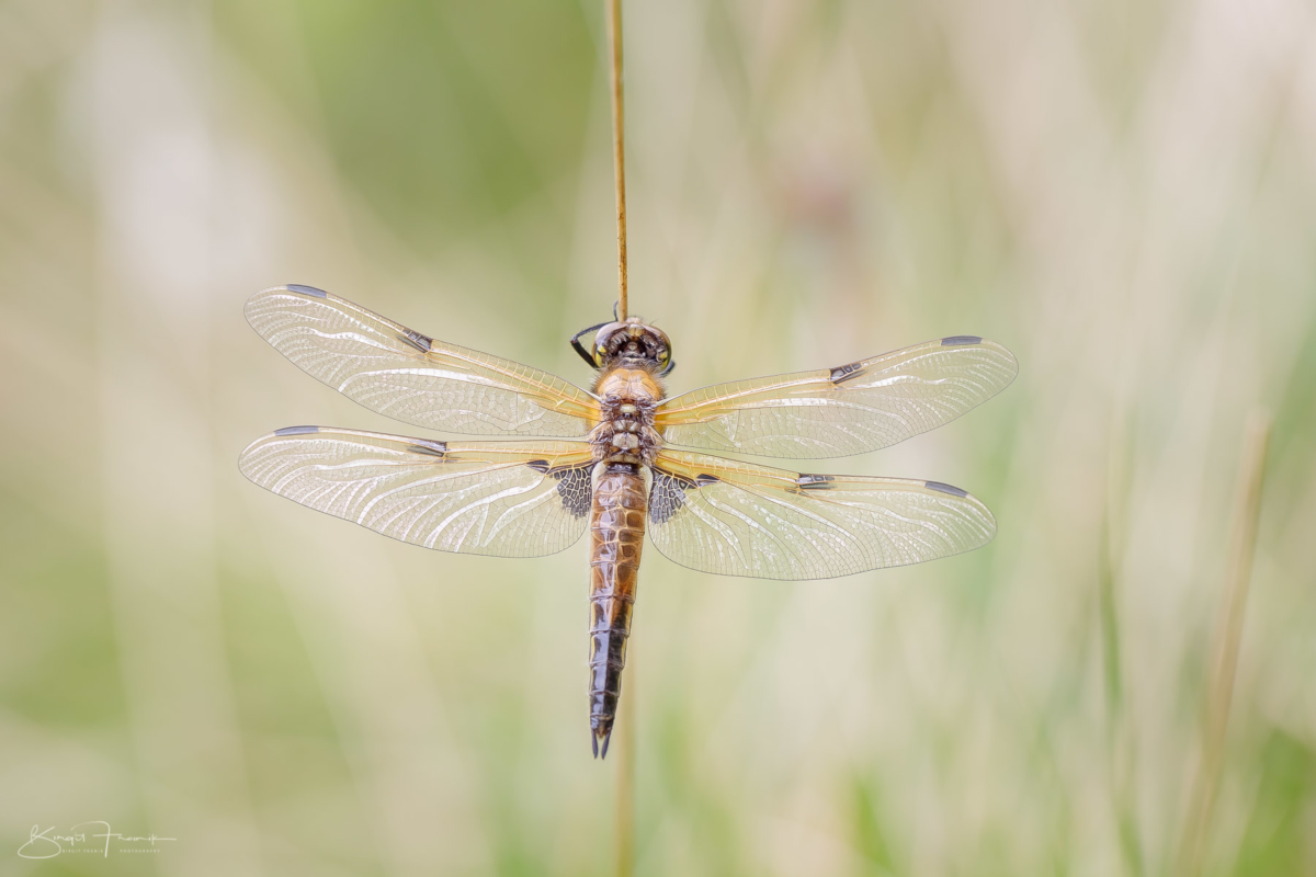 Vierfleck Libelle