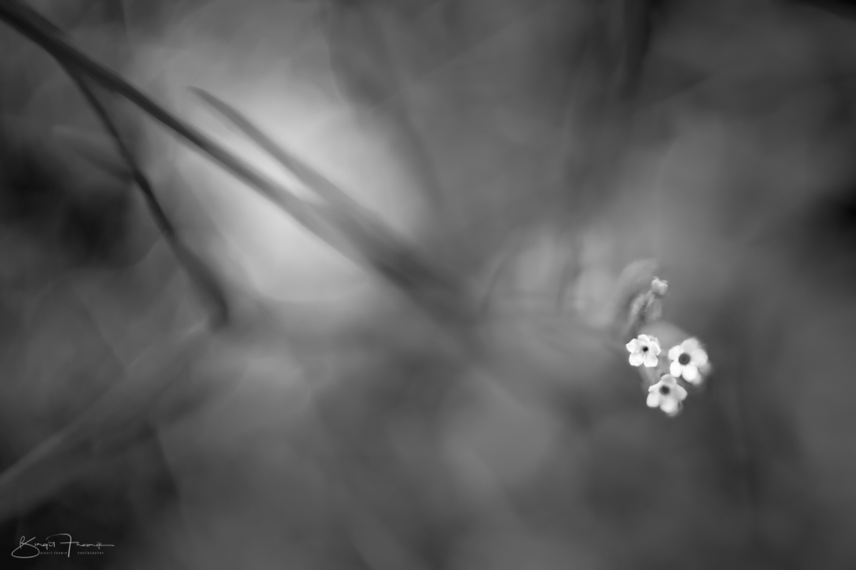 Ikebana, Blüten im Gras - Licht - S/W