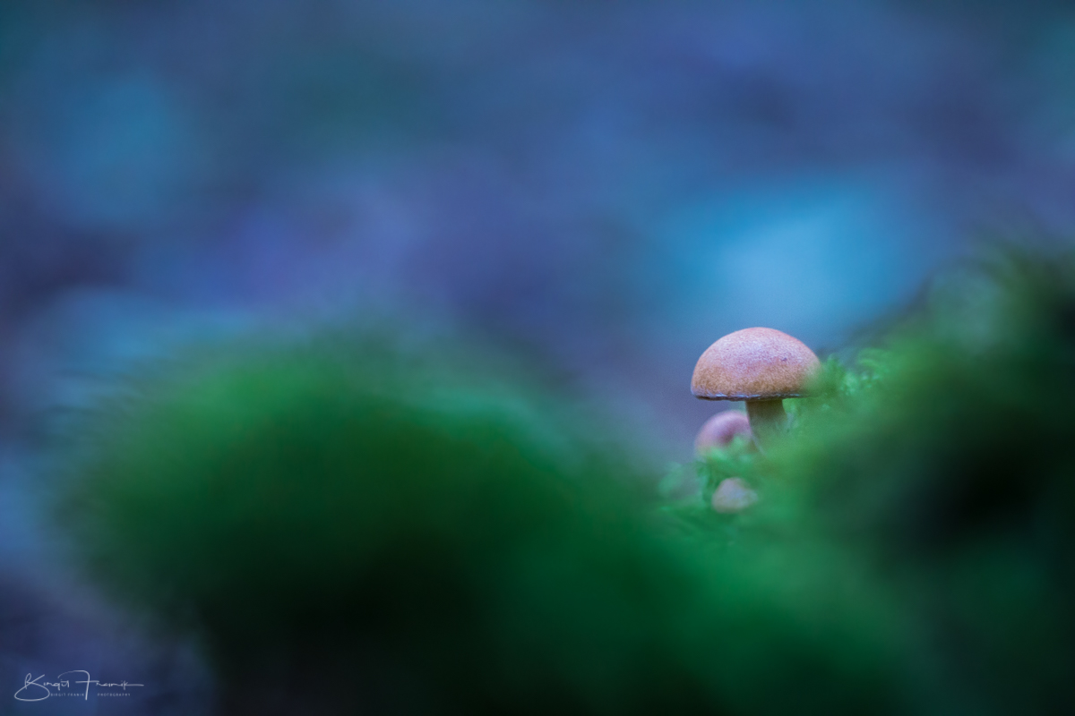 Mushroom