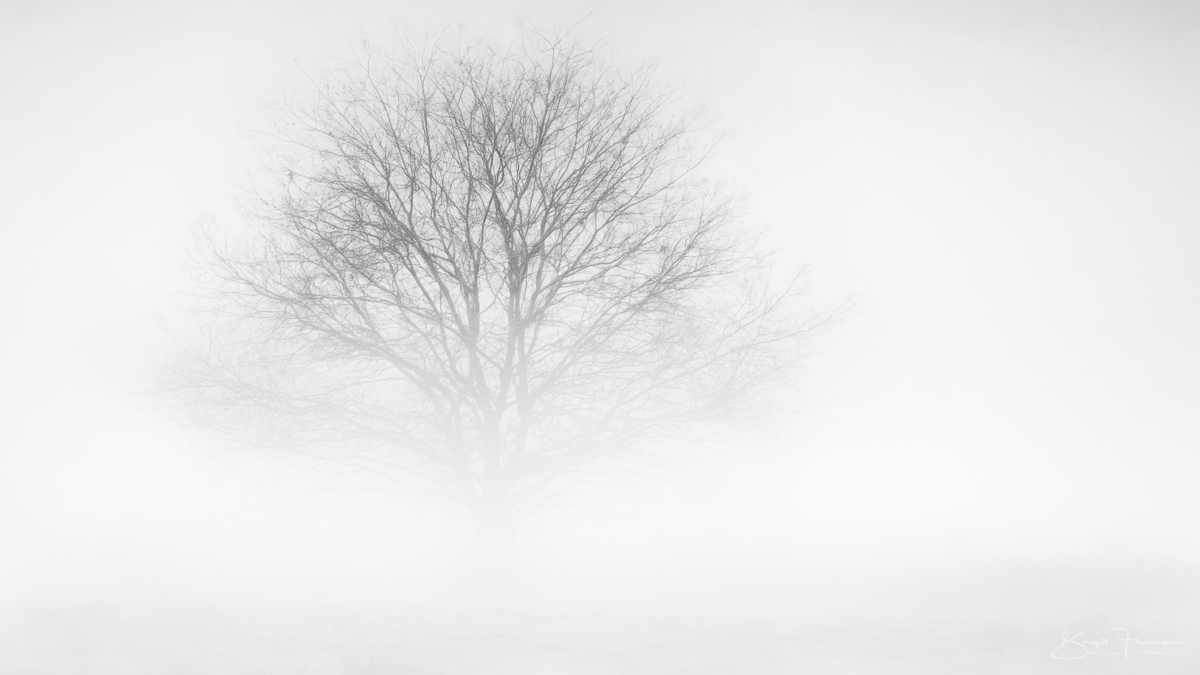 Fog